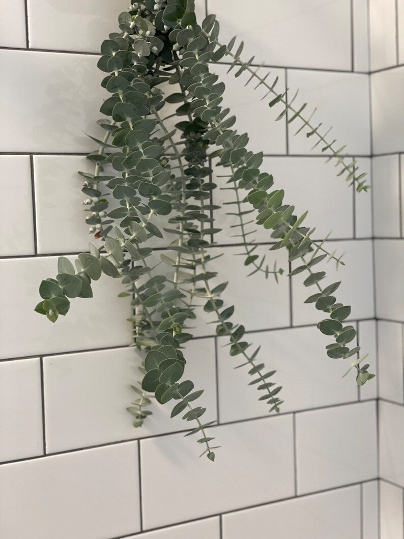 Eucalyptus shower bundle
