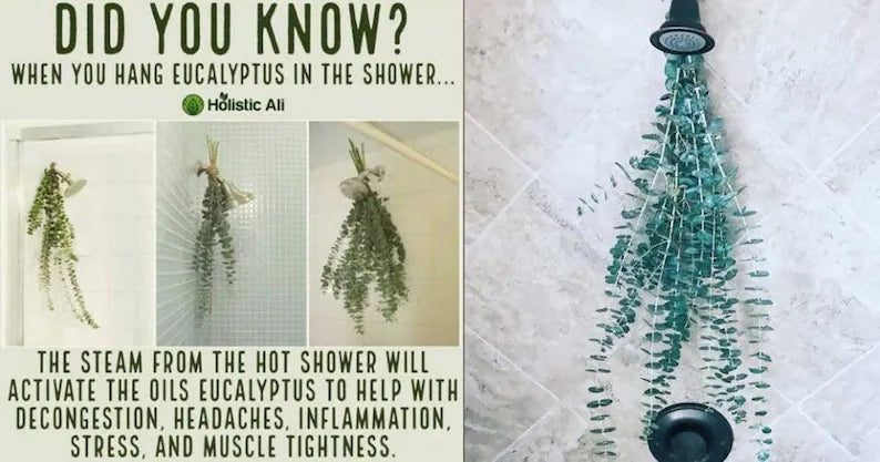 Eucalyptus shower bundle